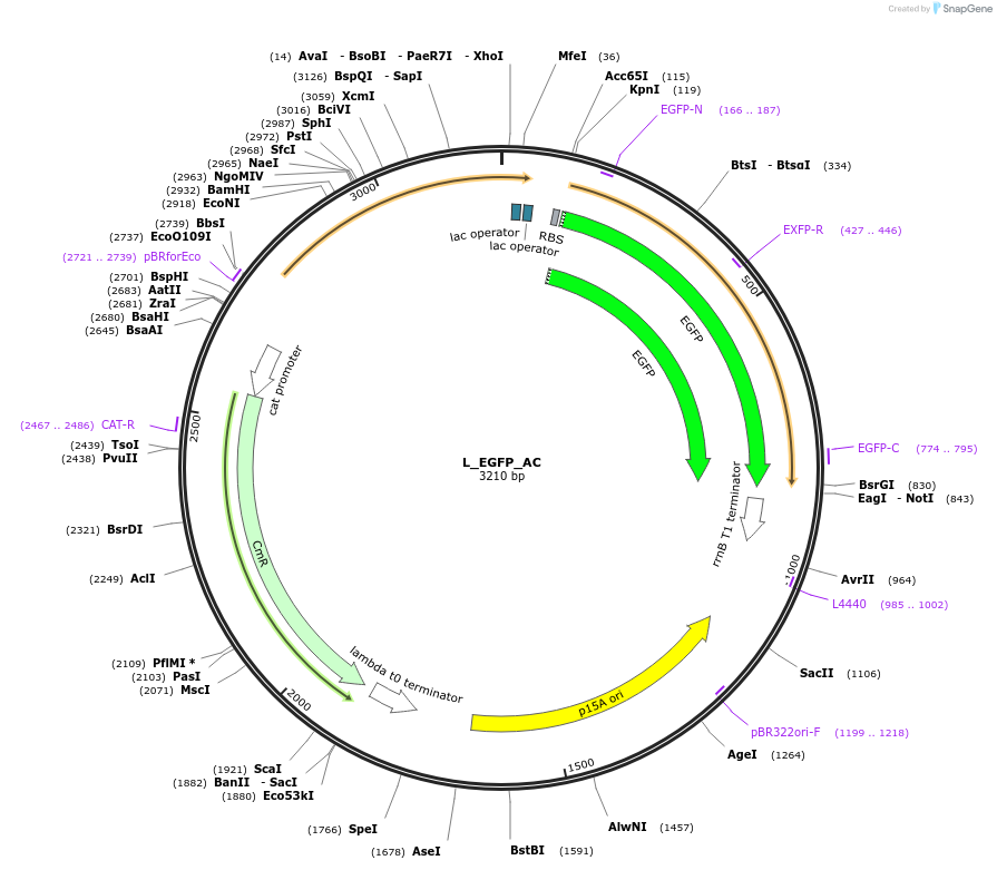 185971-plasmid-map-sequence-id-373903