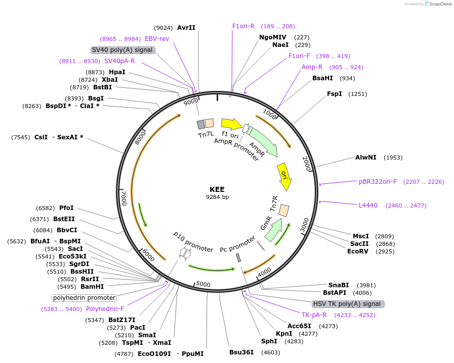 187419-plasmid-map-sequence-id-373905
