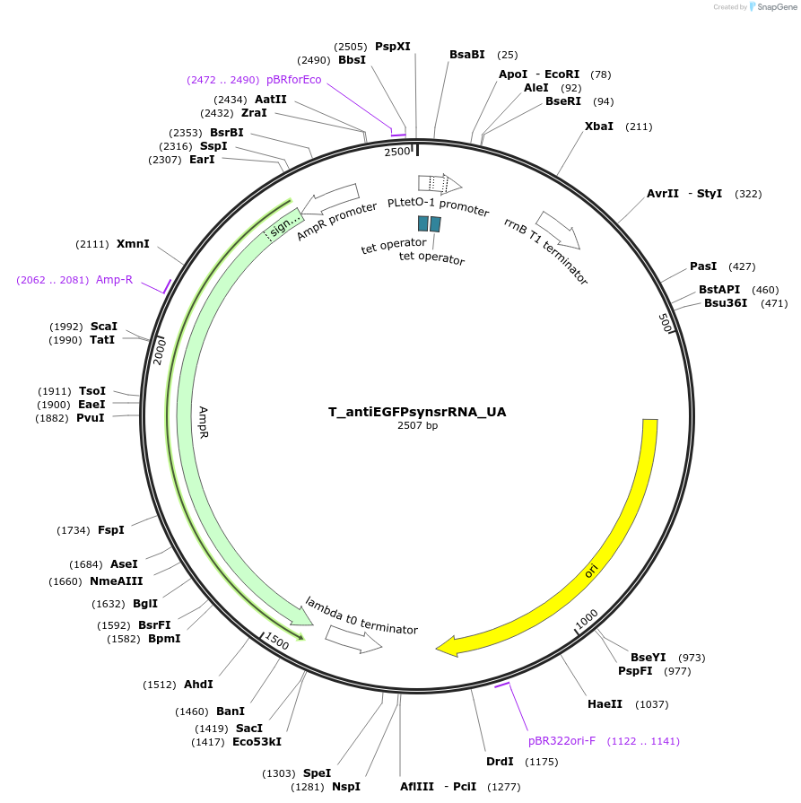 185974-plasmid-map-sequence-id-373910