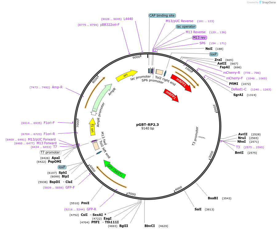 189843-plasmid-map-sequence-id-373951