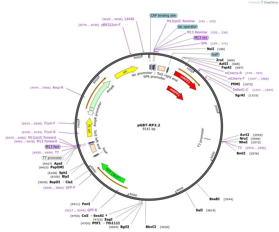 189842-plasmid-map-sequence-id-373952