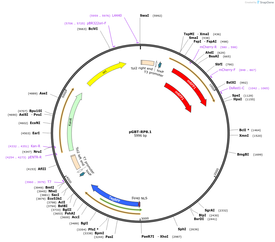 189846-plasmid-map-sequence-id-373953