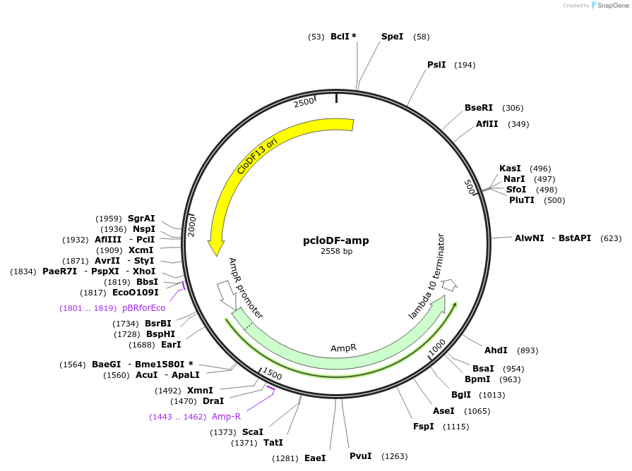 184844-plasmid-map-sequence-id-373956