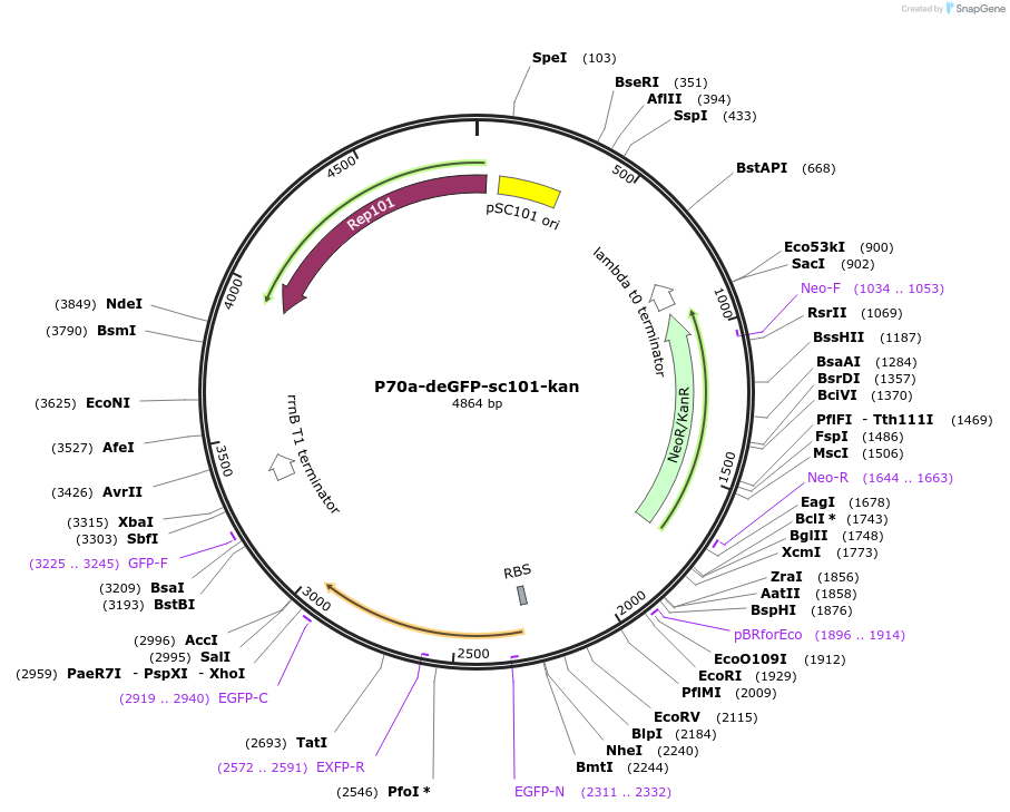 184841-plasmid-map-sequence-id-373960
