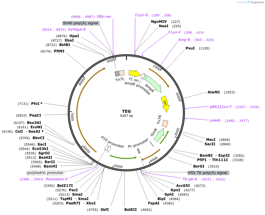 187421-plasmid-map-sequence-id-373967