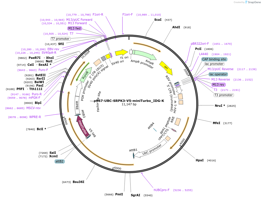 189904-plasmid-map-sequence-id-373973