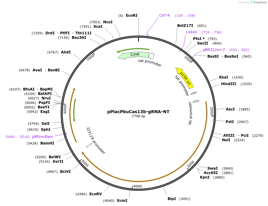184838-plasmid-map-sequence-id-373981