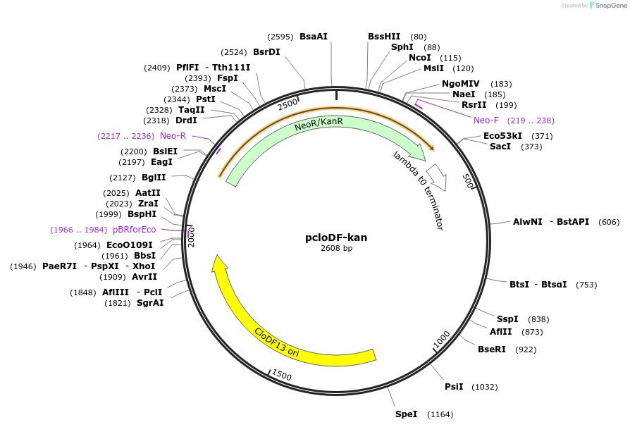 184837-plasmid-map-sequence-id-373983