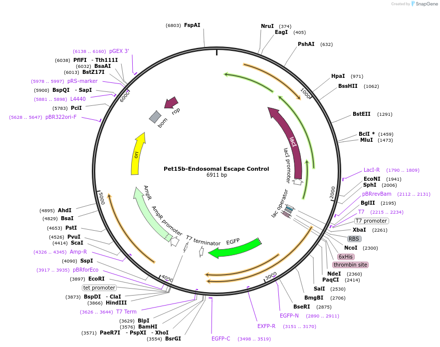 186552-plasmid-map-sequence-id-373987