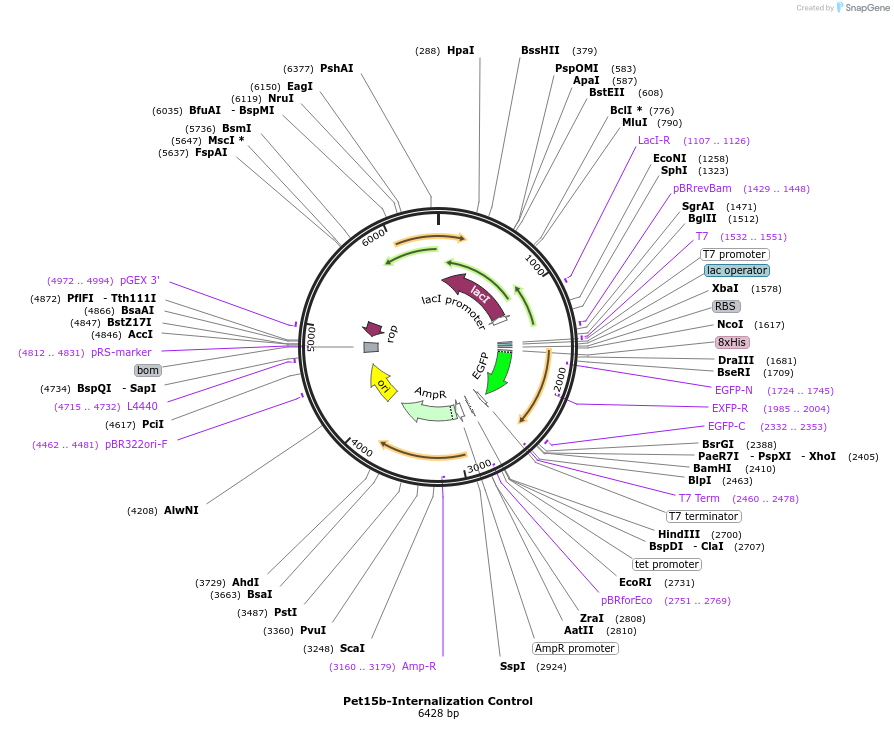 186553-plasmid-map-sequence-id-373988