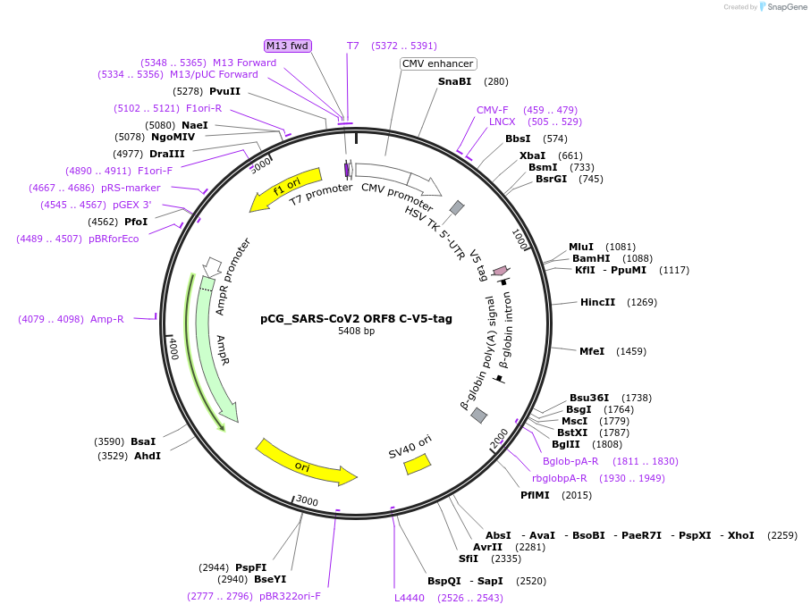 179990-plasmid-map-sequence-id-373990