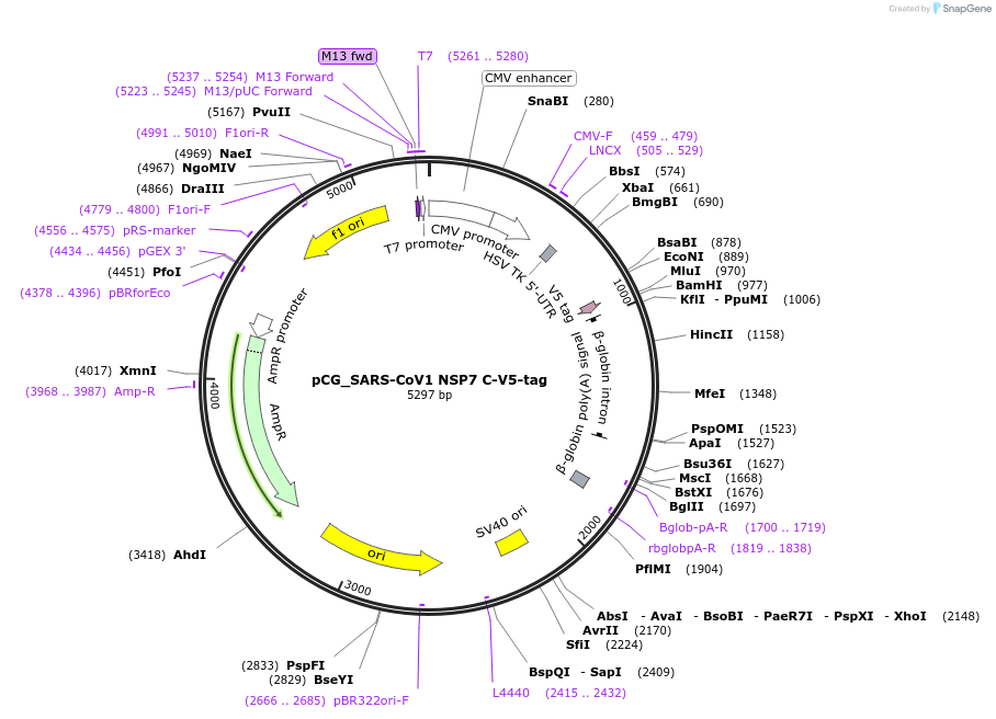 179963-plasmid-map-sequence-id-373991
