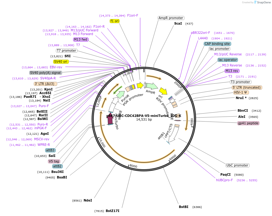 189907-plasmid-map-sequence-id-373993