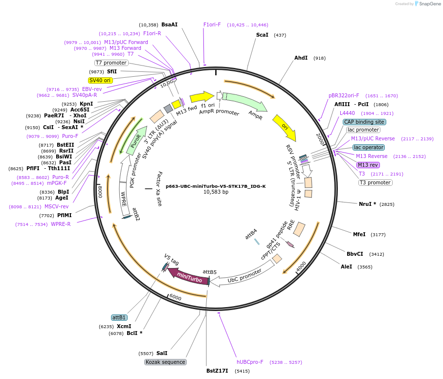 189878-plasmid-map-sequence-id-373994