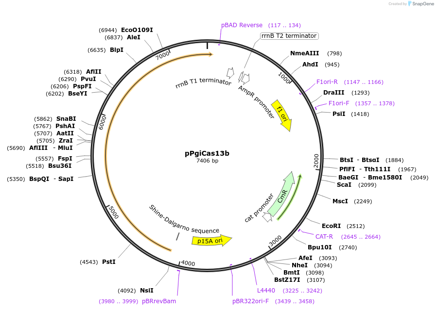 184833-plasmid-map-sequence-id-373995