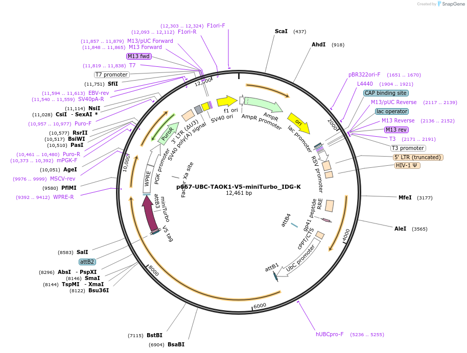 189887-plasmid-map-sequence-id-373996