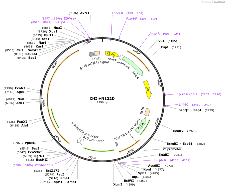 187427-plasmid-map-sequence-id-374025