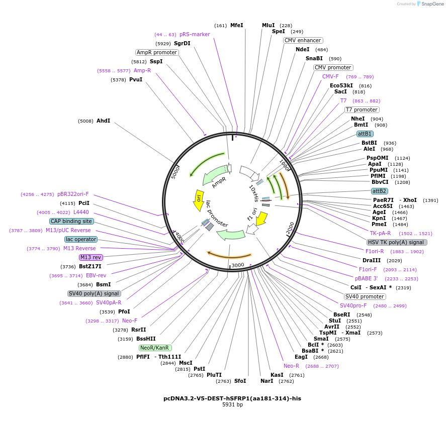 189549-plasmid-map-sequence-id-374110