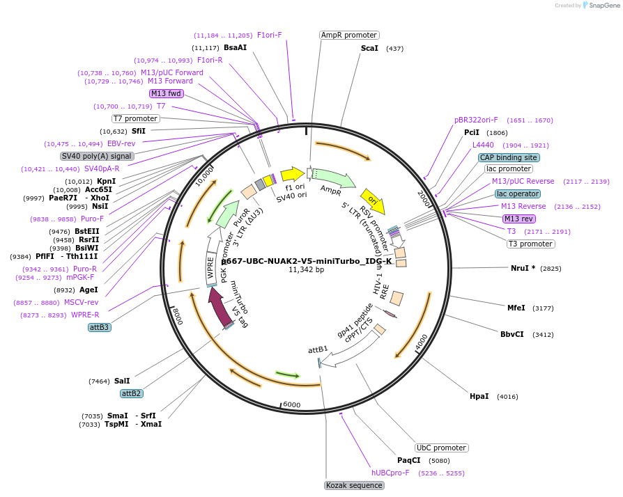 189910-plasmid-map-sequence-id-374119