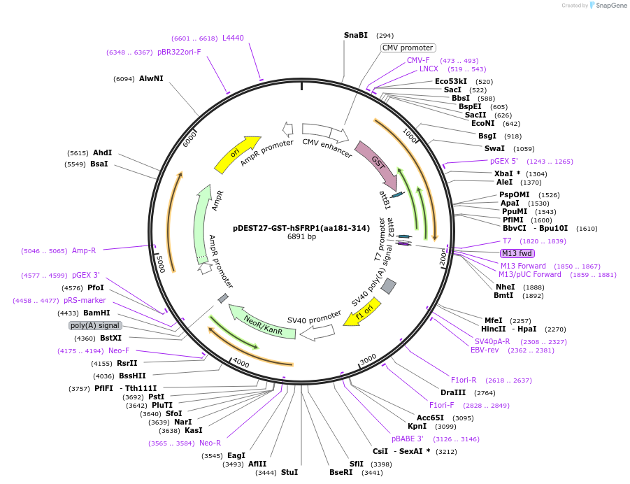 189548-plasmid-map-sequence-id-374132
