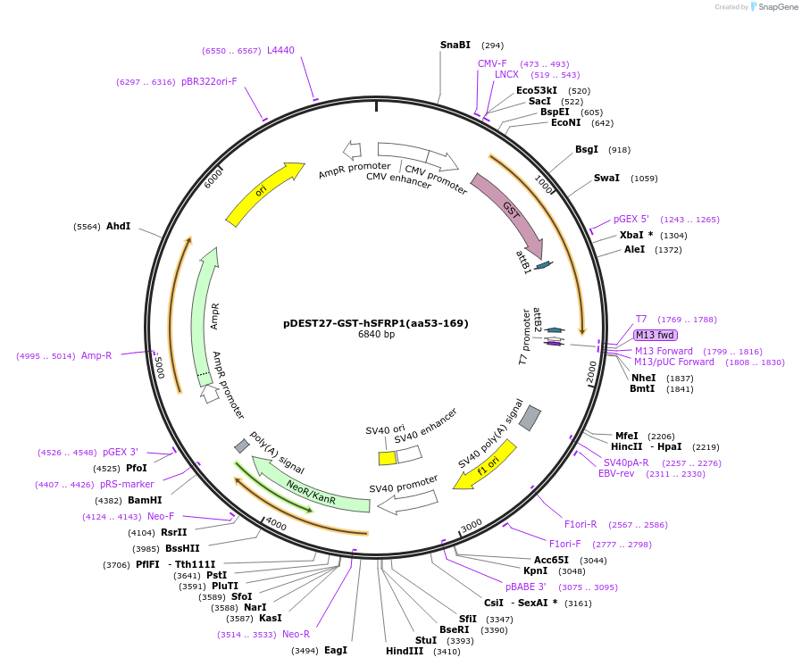 189545-plasmid-map-sequence-id-374145