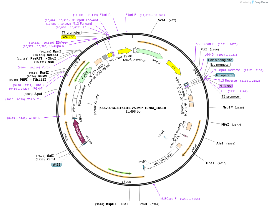 189916-plasmid-map-sequence-id-374148