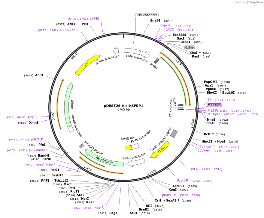 189539-plasmid-map-sequence-id-374149