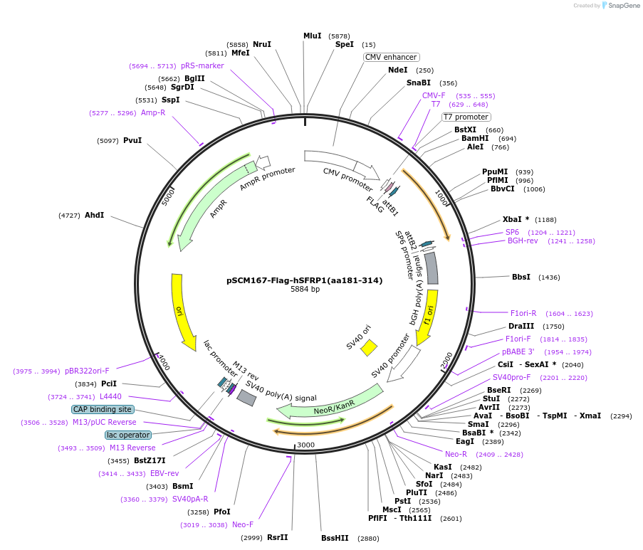 189551-plasmid-map-sequence-id-374150