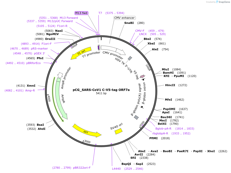 179971-plasmid-map-sequence-id-374202
