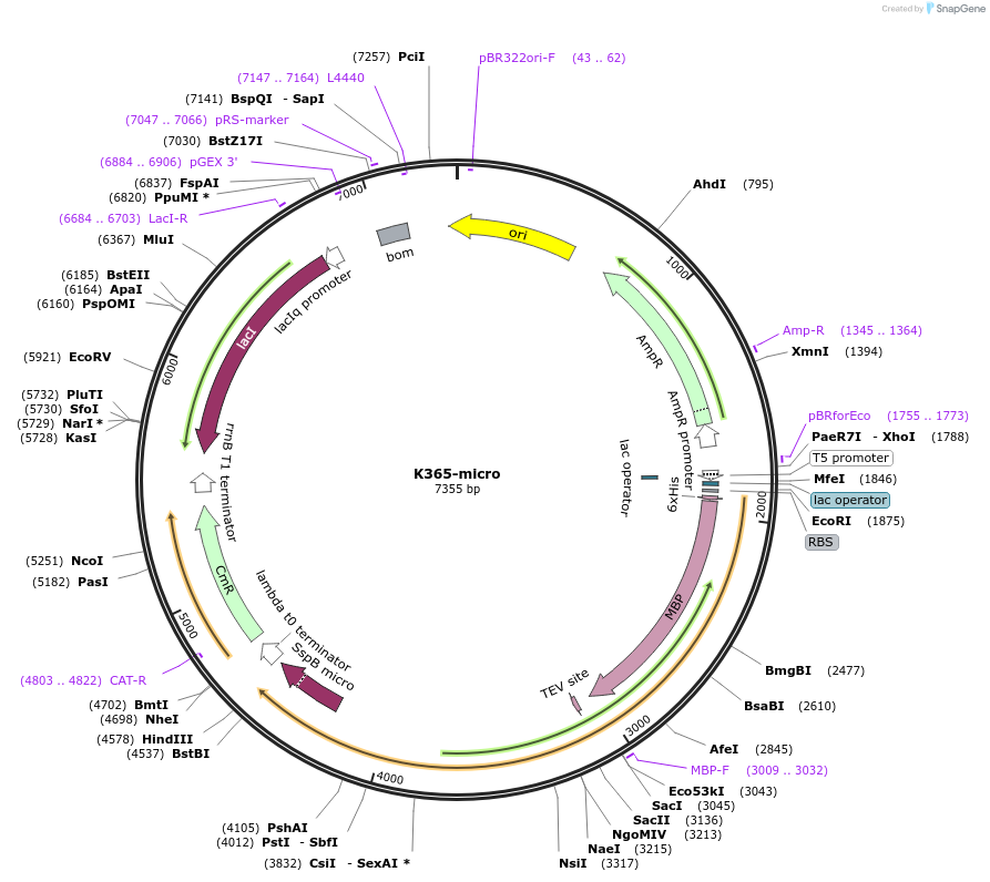 188457-plasmid-map-sequence-id-374269