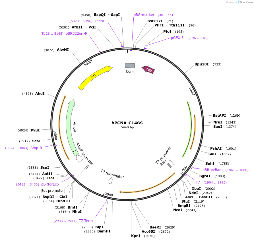 190939-plasmid-map-sequence-id-374280