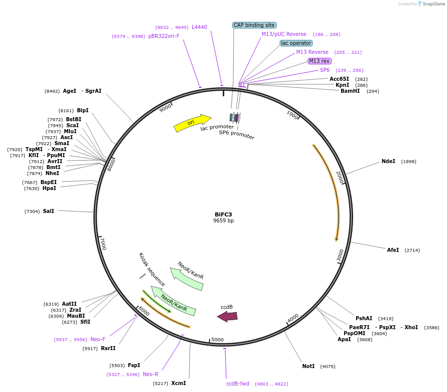 190048-plasmid-map-sequence-id-374281