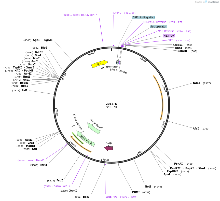190044-plasmid-map-sequence-id-374282