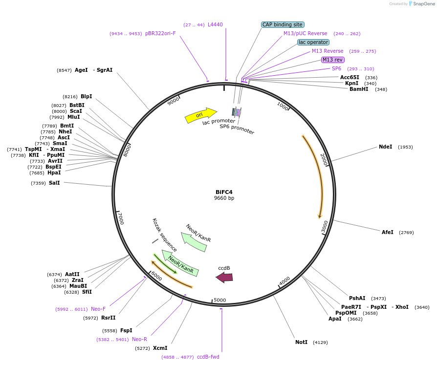 190049-plasmid-map-sequence-id-374284