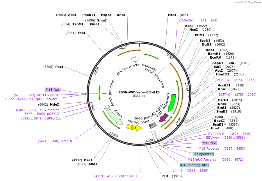 190165-plasmid-map-sequence-id-374287