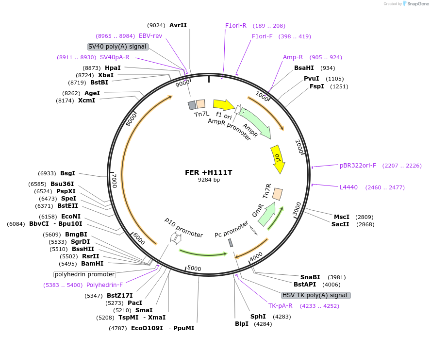 187430-plasmid-map-sequence-id-374304