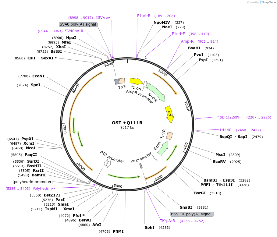 187436-plasmid-map-sequence-id-374305