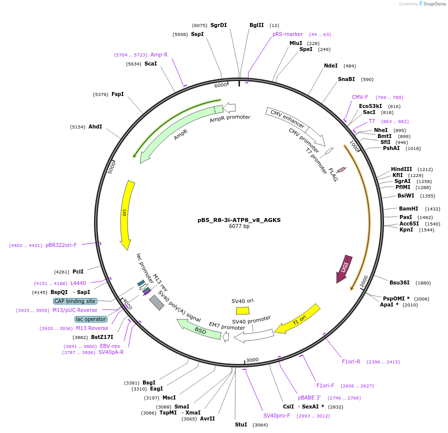 191510-plasmid-map-sequence-id-374326
