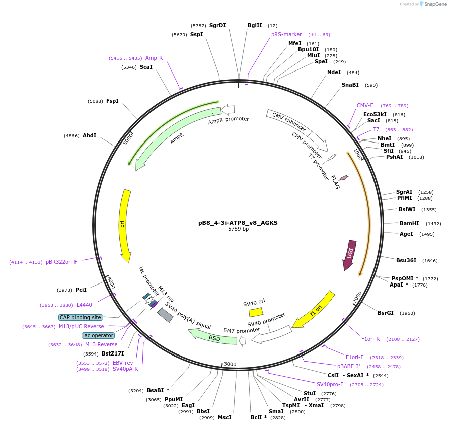 191513-plasmid-map-sequence-id-374335