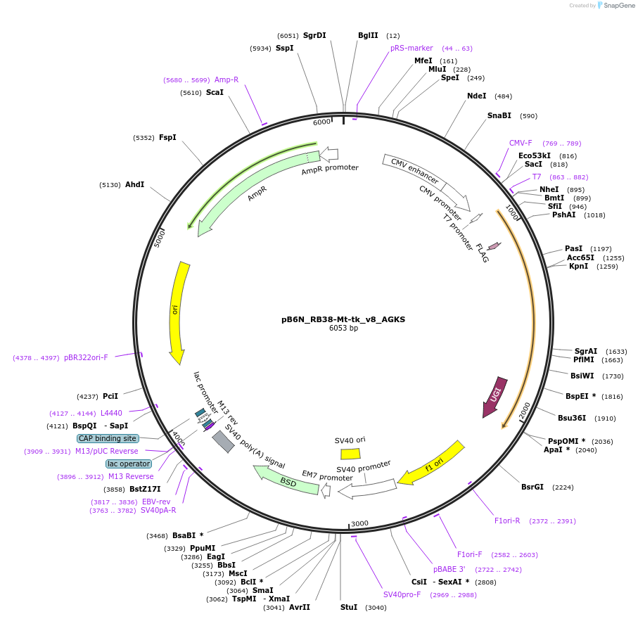 191514-plasmid-map-sequence-id-374342
