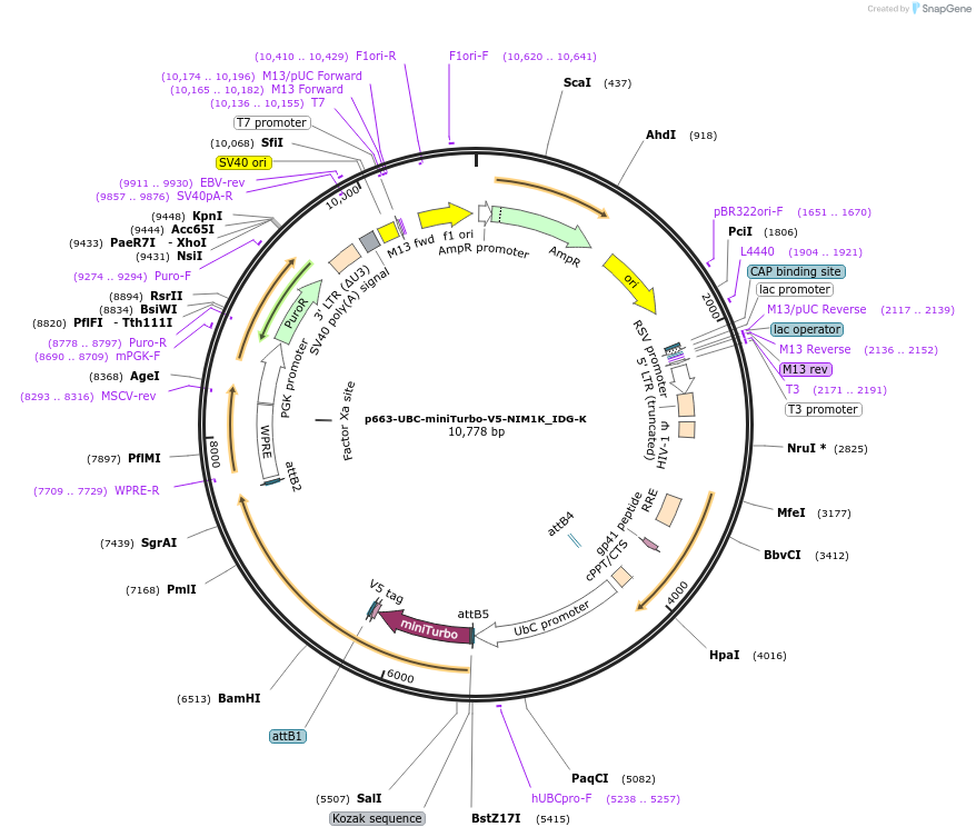 189892-plasmid-map-sequence-id-374344