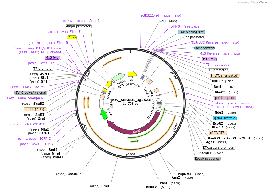 186669-plasmid-map-sequence-id-374352