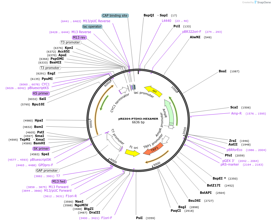 190251-plasmid-map-sequence-id-374353