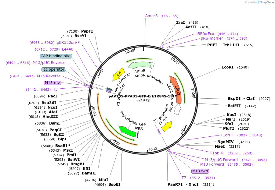 190253-plasmid-map-sequence-id-374358