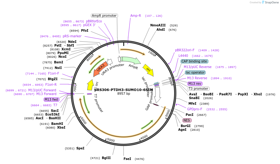 190248-plasmid-map-sequence-id-374360
