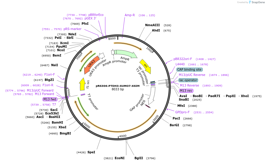 190250-plasmid-map-sequence-id-374362