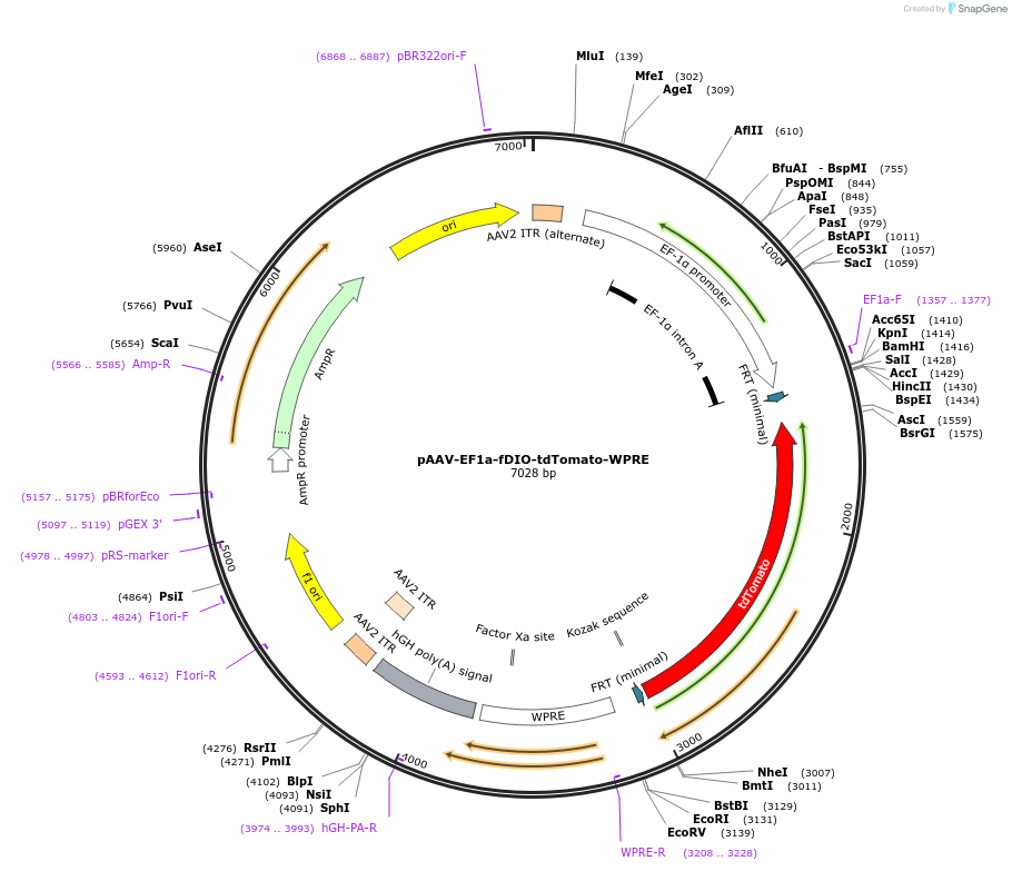 187112-plasmid-map-sequence-id-374363