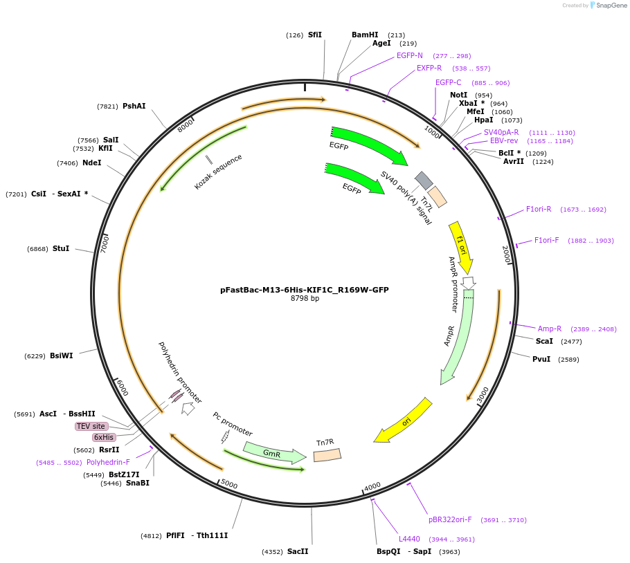185979-plasmid-map-sequence-id-374364