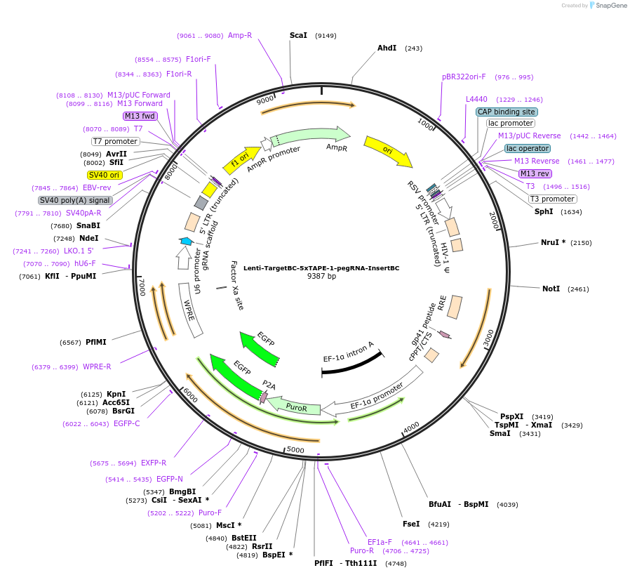 183790-plasmid-map-sequence-id-374366