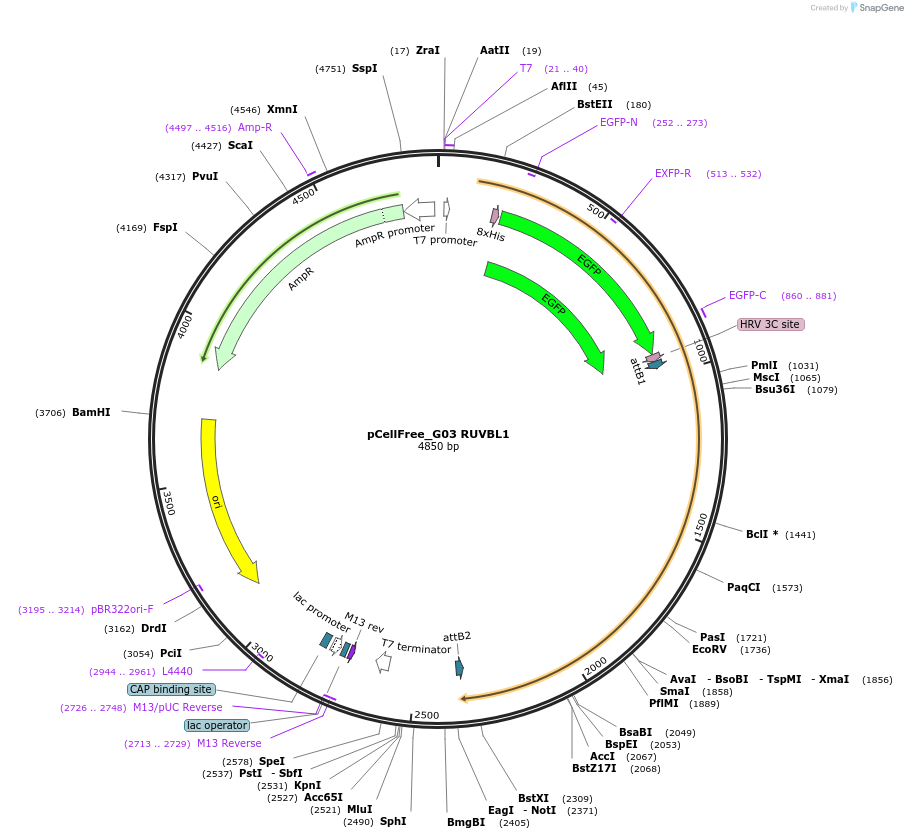 67091-plasmid-map-sequence-id-374367